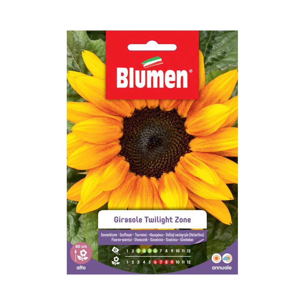 SEMI GIRASOLE TWILIGHT ZONE BLUMEN
