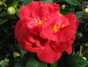 CAMELIA CHARLES COOB VASO 17CM