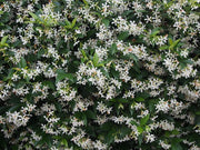 RHYNCHOSPERNUM JASMINOIDES VASO 19CM