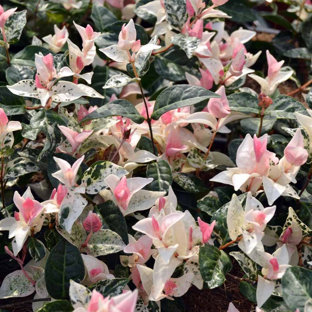 TRACHELOSPERMUM TRICOLOR IN BASKET DA 16CM