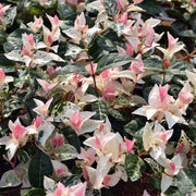RYNCOSPERMUM GELSOMINO TRICOLOR IN VASO DA 15CM
