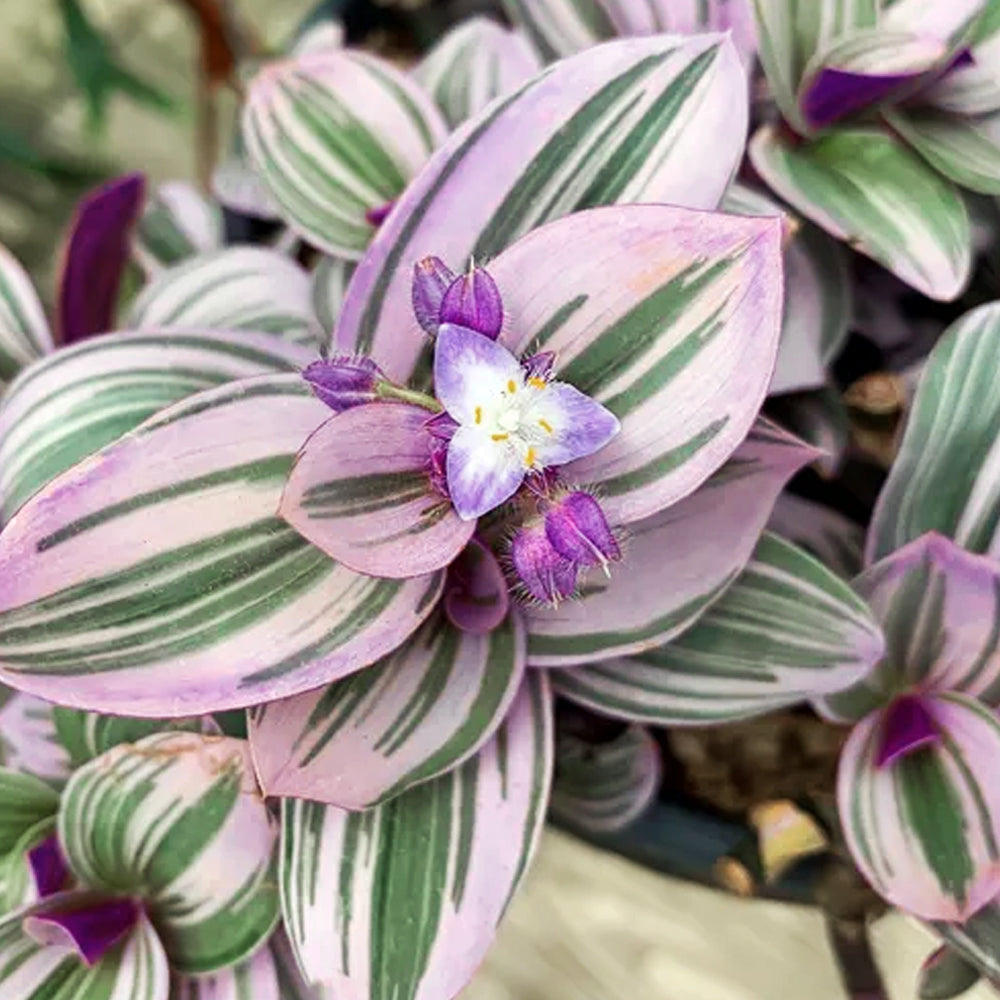 TRADESCANTIA IN VASO DA 18CM