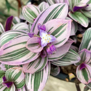 TRADESCANTIA IN VASO DA 18CM