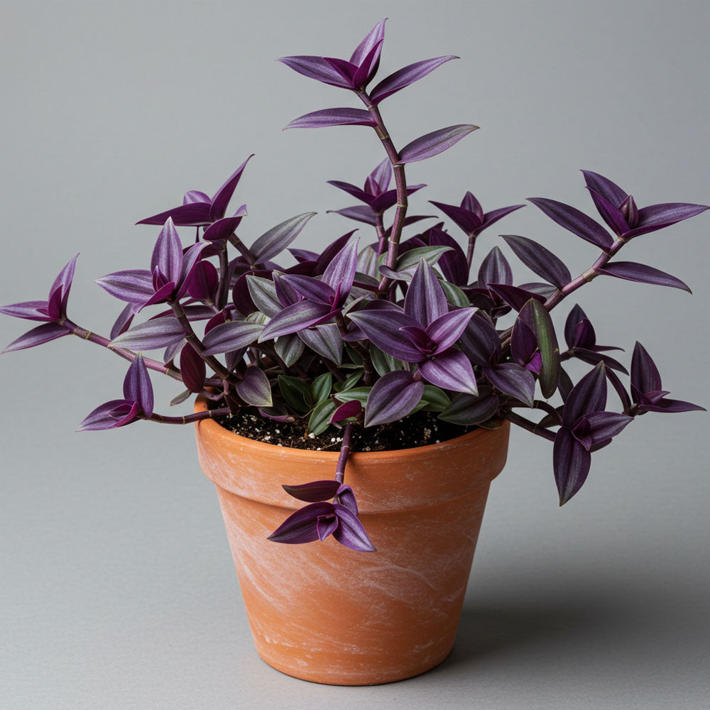 TRADESCANTIA MIGNON IN VARIETA' ASSORTITA IN VASO 6CM
