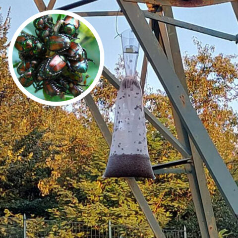 TRAPPOLA S.O.S. POPILLIA