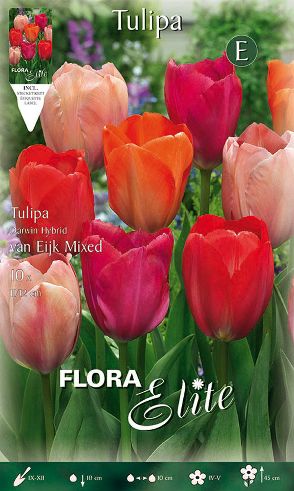 TULIPANO DARWIN VAN EIJK MIXED (CONFEZIONE DA 10 BULBI)