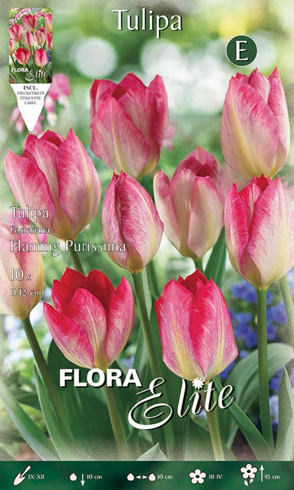 TULIPANO FOSTERIANA FLAMING PURISSIMA (CONFEZIONE DA 10 BULBI)