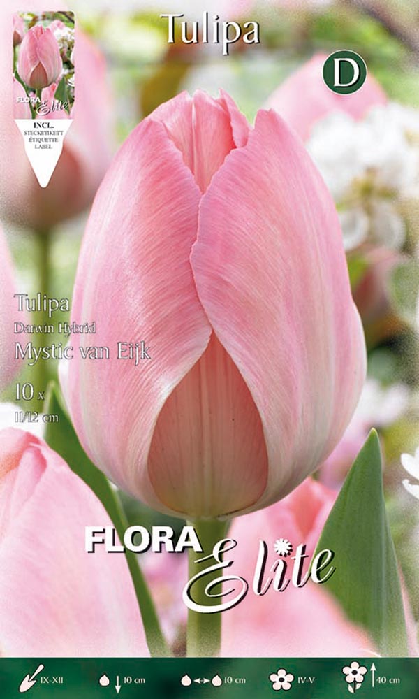 TULIPANO DARWIN HYBRID MYSTIC VAN EIJK (CONFEZIONE DA 10 BULBI)