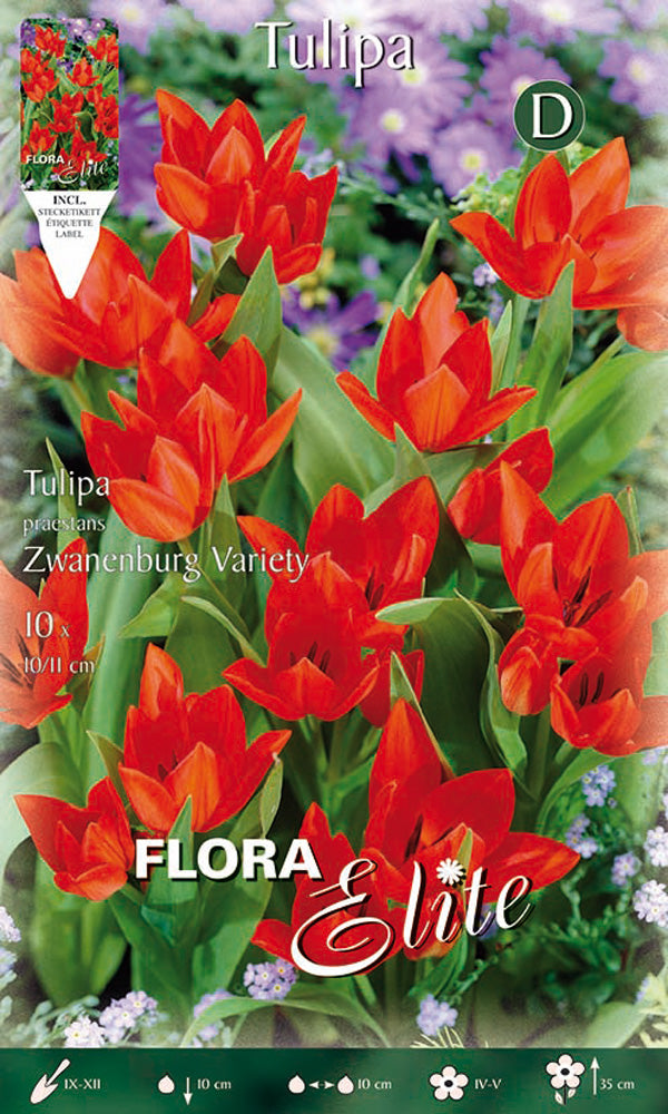 TULIPANO MULTIFIORI PRAESTANS ZWANENBURG (CONFEZIONE DA 10 BULBI)