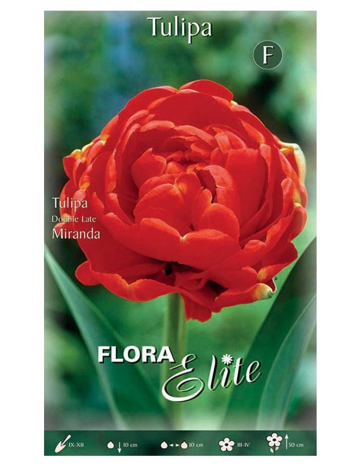 Bulbi di Tulipano Double Late Miranda (CONFEZIONE DA 7 BULBI)