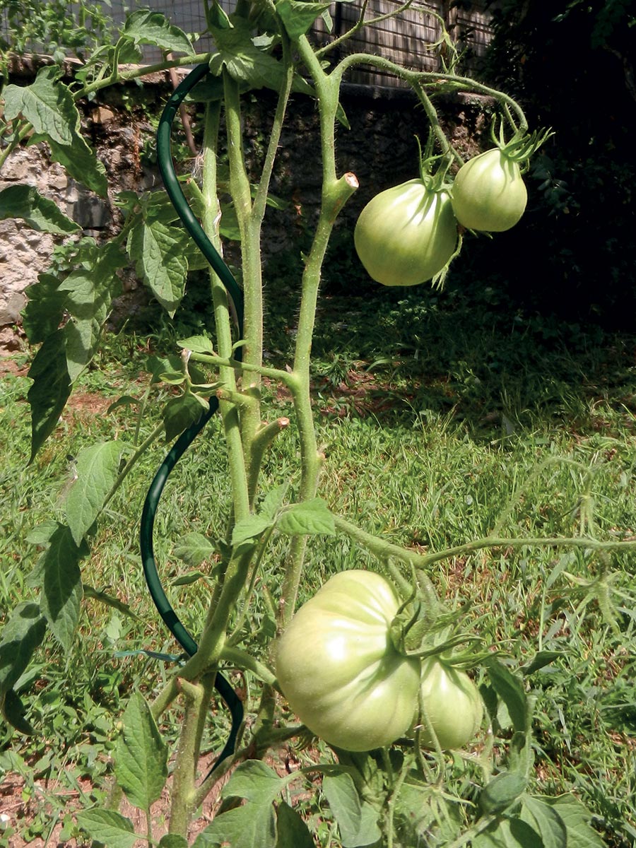 TUTORE PER POMODORI SPIRAL UP PLUS 1,5M VERDE