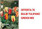 OFFERTA 70 BULBI TULIPANO GREIGII MIX