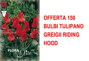 OFFERTA 150 BULBI TULIPANO GREIGII RIDING HOOD