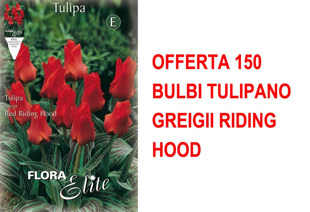 OFFERTA 150 BULBI TULIPANO GREIGII RIDING HOOD