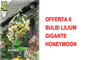 OFFERTA 6 BULBI LILIUM GIGANTE HONEYMOON