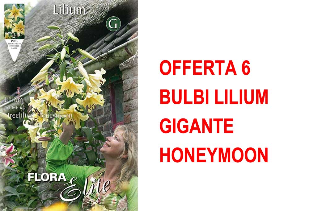 OFFERTA 6 BULBI LILIUM GIGANTE HONEYMOON