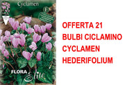 OFFERTA 21 BULBI CICLAMINO CYCLAMEN HEDERIFOLIUM