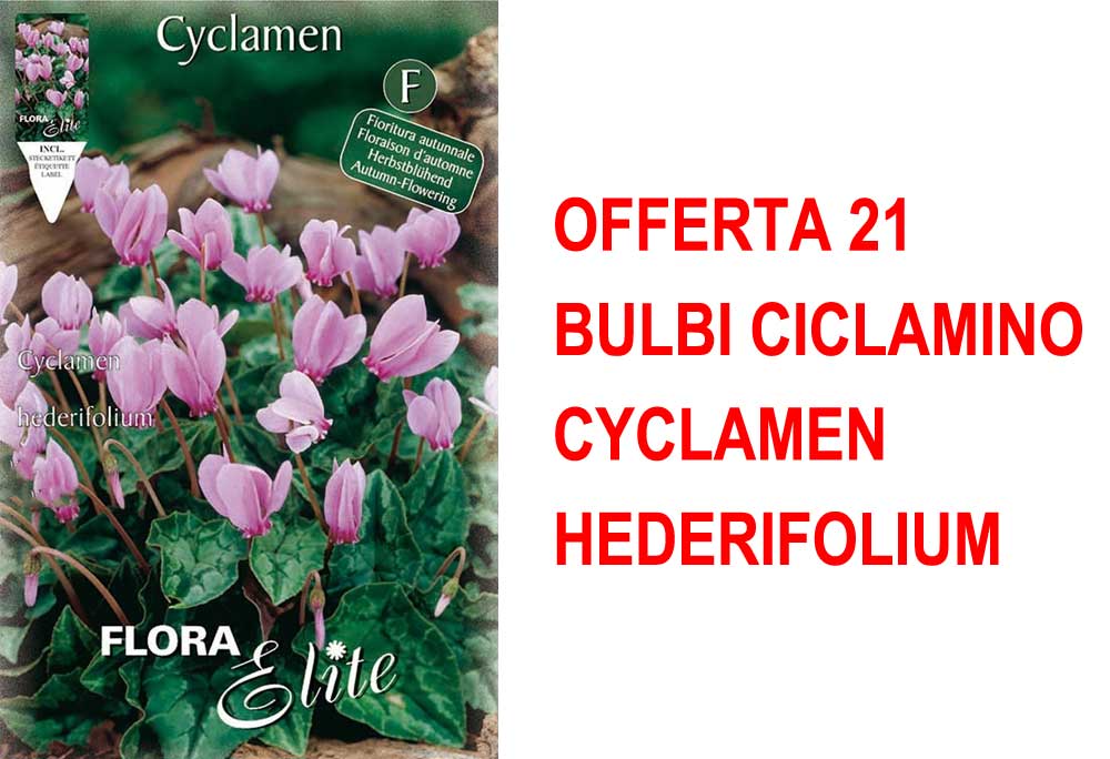 OFFERTA 21 BULBI CICLAMINO CYCLAMEN HEDERIFOLIUM