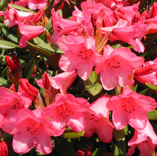 RODODENDRO WINSOME IN VASO 21CM