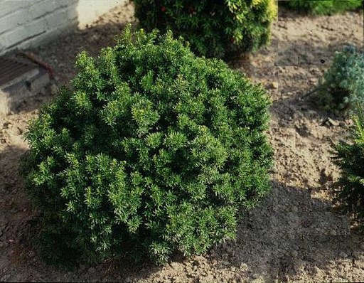 TAXUS MEDIA GROENLAND VASO 19CM