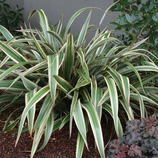 PHORMIUM TRICOLOR VASO 13CM