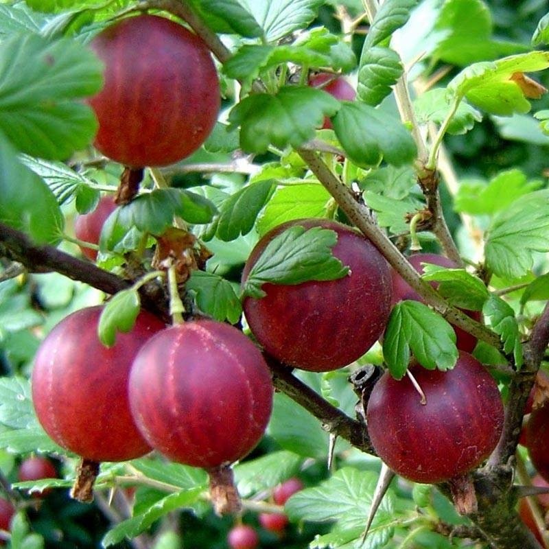 UVA SPINA ROSSA IN VASO 18CM