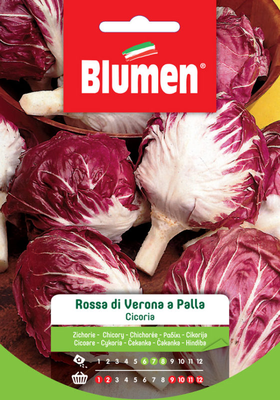 SEMI CICORIA ROSSA DI VERONA A PALLA