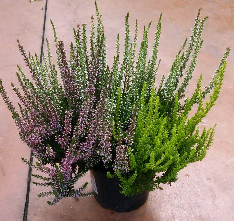 OFFERTA 3 PIANTE DI CALLUNA ERICA TRICOLOR VASO 12CM