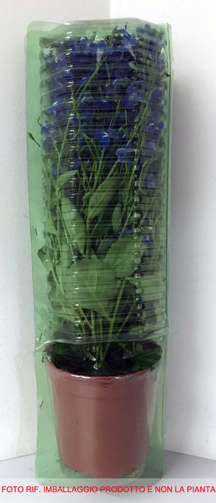 3 PIANTE IN VASO Ø14CM DI BIDENS ELDORO