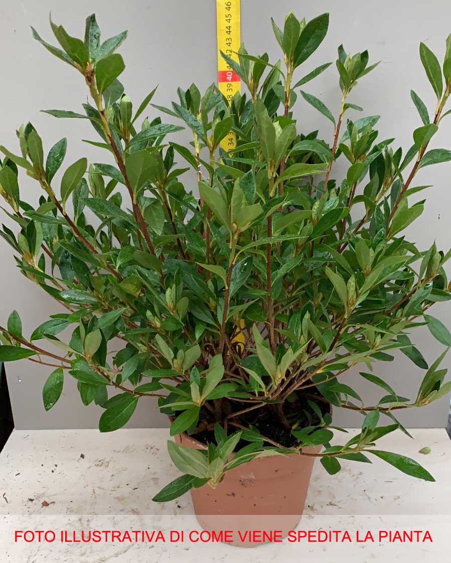 AZALEA JAPONICA RUSTICA ROSA VASO 15CM