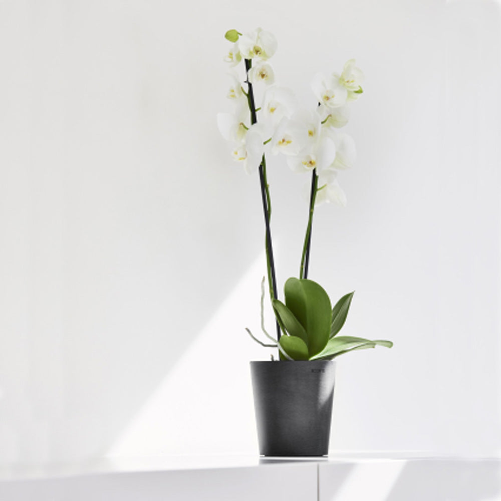 VASO DA TAVOLO ROTONDO MORINDA D11XH12,5CM GRIGIO SCURO