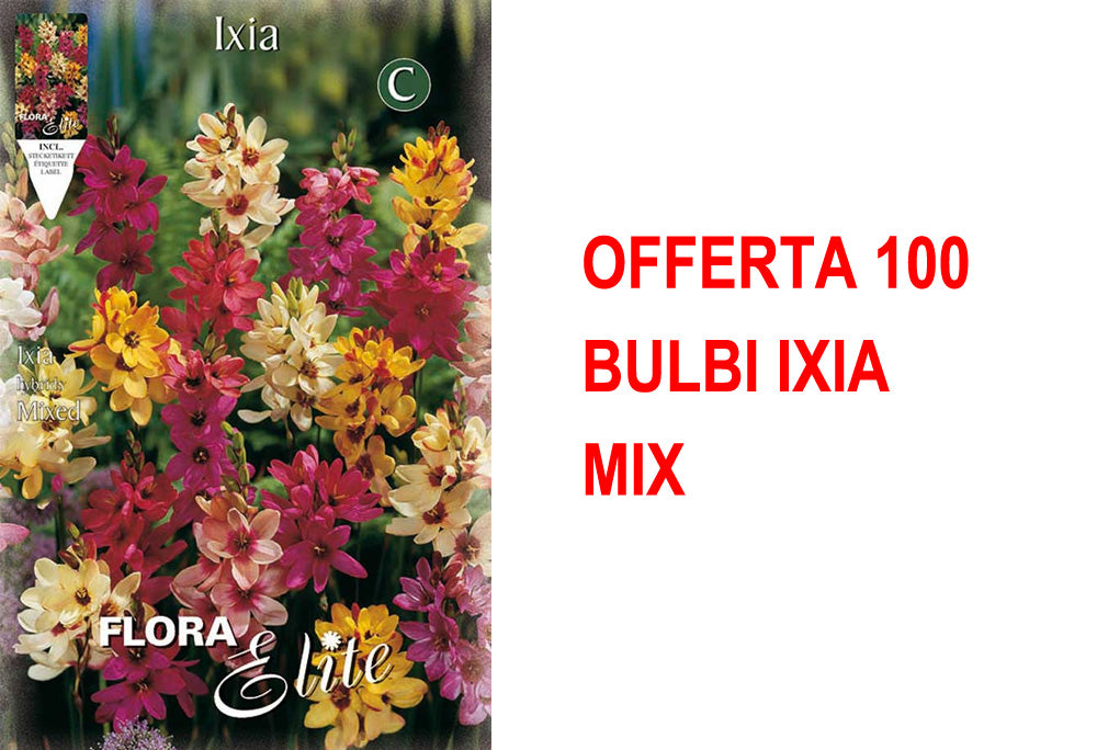 OFFERTA 100 BULBI IXIA MIX