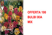 OFFERTA 100 BULBI IXIA MIX