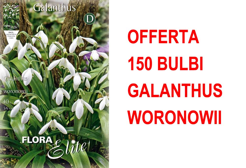 OFFERTA 150 BULBI GALANTHUS WORONOWII