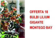 OFFERTA 18 BULBI LILIUM GIGANTE MONTEGO BAY