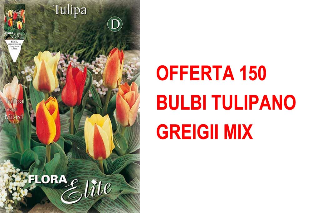 OFFERTA 150 BULBI TULIPANO GREIGII MIX