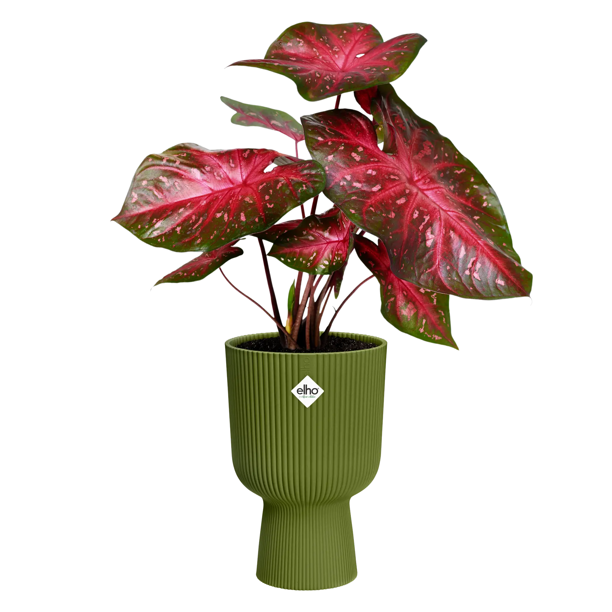 Vaso Fioriera Vibes Fold Coupe D 30 x h 45 cm Verde Felce ELHO