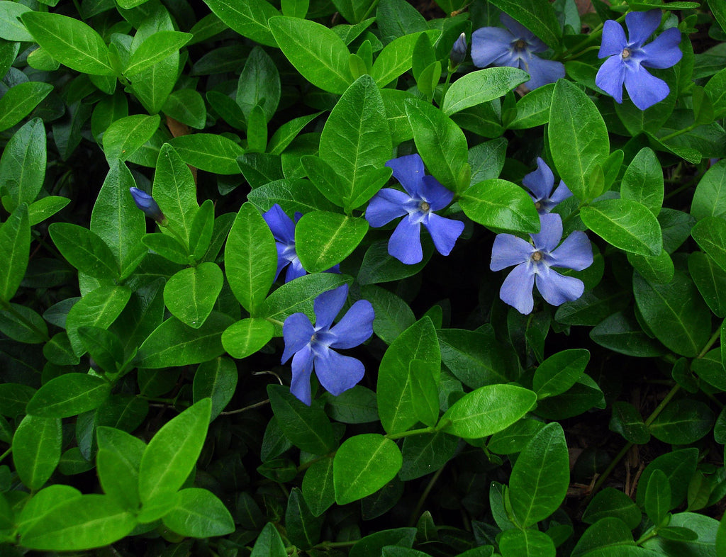 OFFERTA 6 PIANTE DI VINCA MINOR VASO 9CM