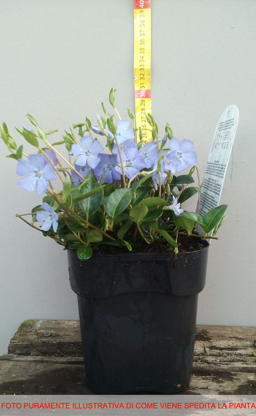 VINCA MINOR IN VASO 16CM
