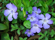 VINCA MINOR IN VASO 16CM