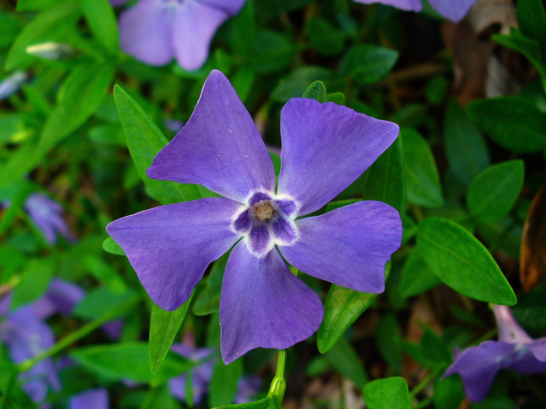 OFFERTA 6 PIANTE DI VINCA MINOR VASO 9CM