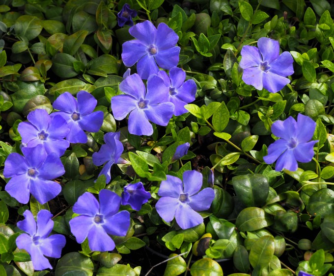VINCA MINOR VIOLA VASO 13CM