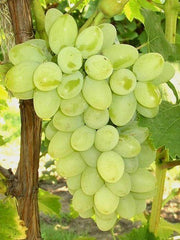 UVA DA TAVOLA APIRENA BIANCA IN VASO 17CM