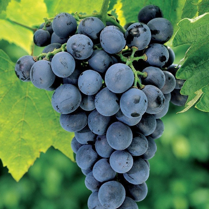 UVA MOSCATO D'AMBURGO IN VASO 14CM