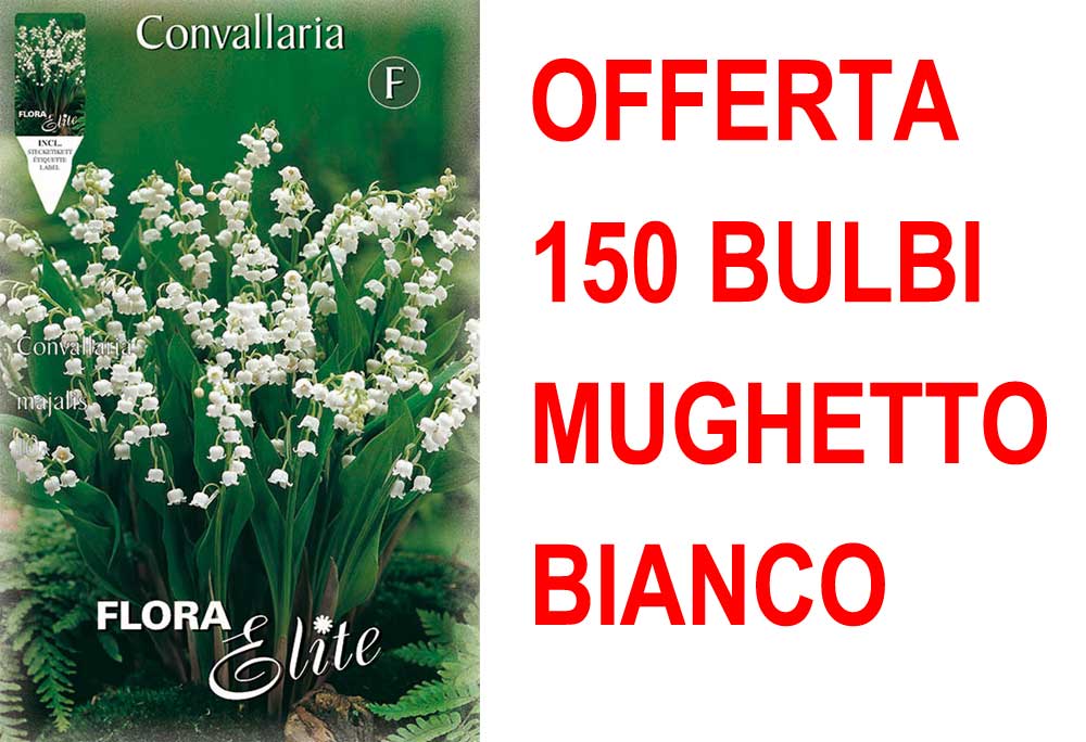 OFFERTA 150 BULBI MUGHETTO BIANCO CONVALLARIA MAJALIS