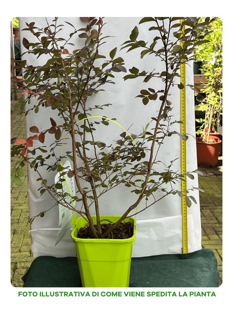 LAGERSTROEMIA INDICA WITH LOVE ETERNAL VASO 19CM