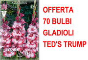 OFFERTA 70 BULBI GLADIOLI A FIORI GRANDI TED'S TRUMP