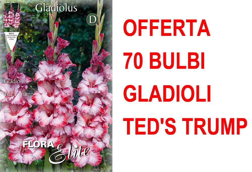 OFFERTA 70 BULBI GLADIOLI A FIORI GRANDI TED'S TRUMP