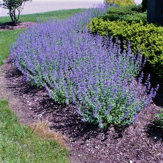 NEPETA MUSSINII ERBA GATTA IN VASO 16CM