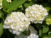 HYDRANGEA MACROPHYLLA ORTENSIA NANA LITTLE XS BIANCA VASO 17CM